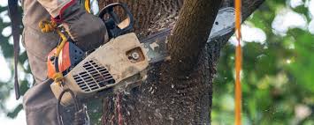 Best Tree Trimming and Pruning  in Fairmount, TN