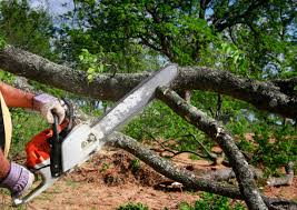 Best Stump Grinding and Removal  in Fairmount, TN