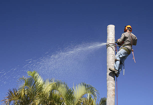 Trusted Fairmount, TN Tree Care Experts